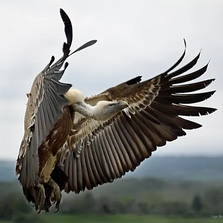 Observatorio De Buitres Mas De Bunyol