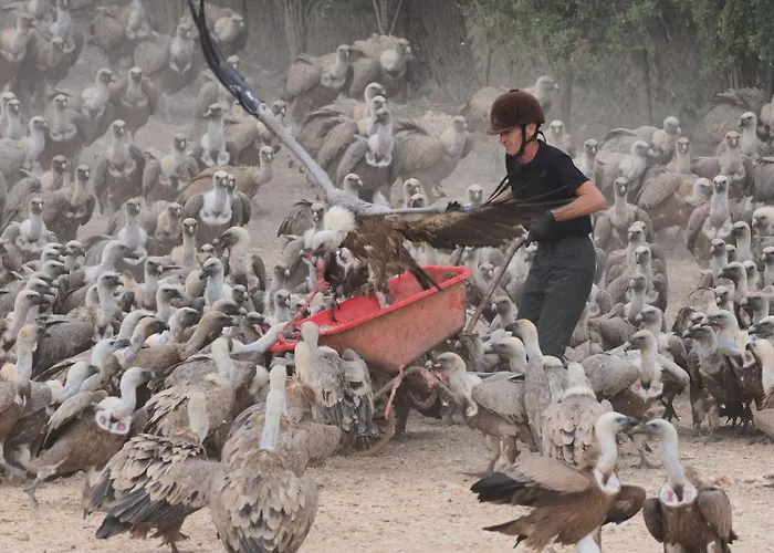 Lantställe Observatorio De Buitres Mas De Bunyol Valderrobres