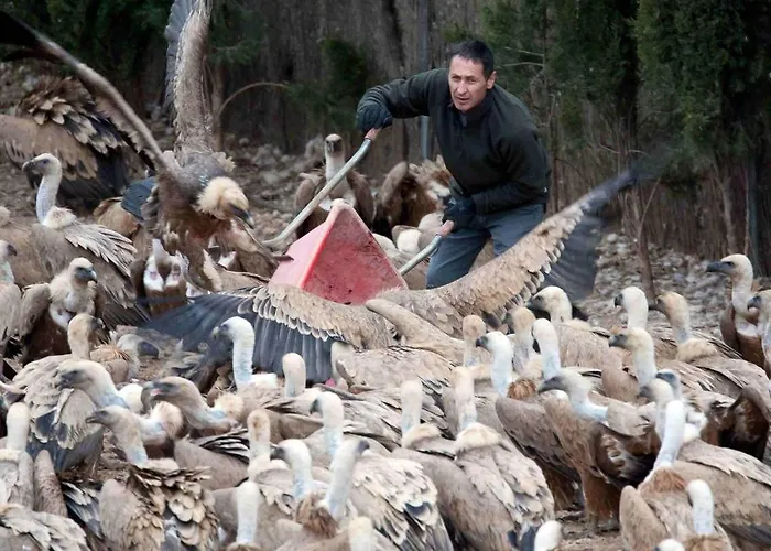 Observatorio De Buitres Mas De Bunyol * Valderrobres